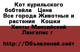 Кот курильского бобтейла › Цена ­ 5 000 - Все города Животные и растения » Кошки   . Ханты-Мансийский,Лангепас г.